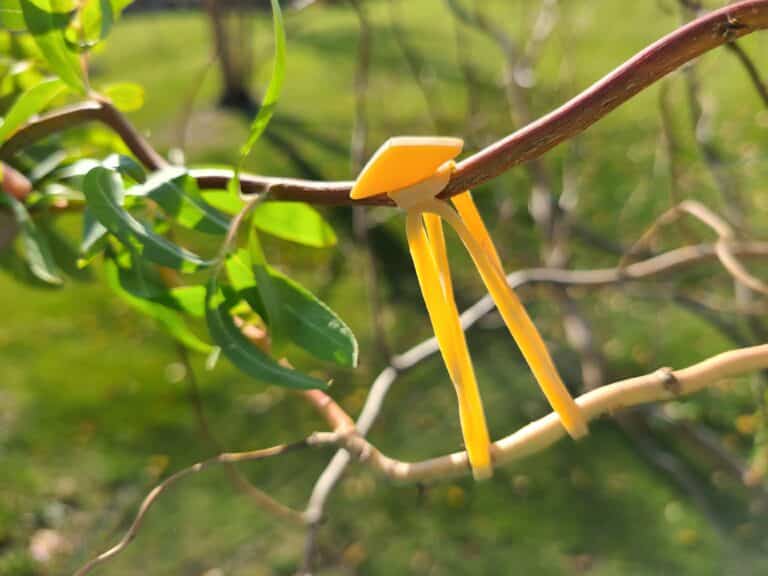 tab bands affixing vines