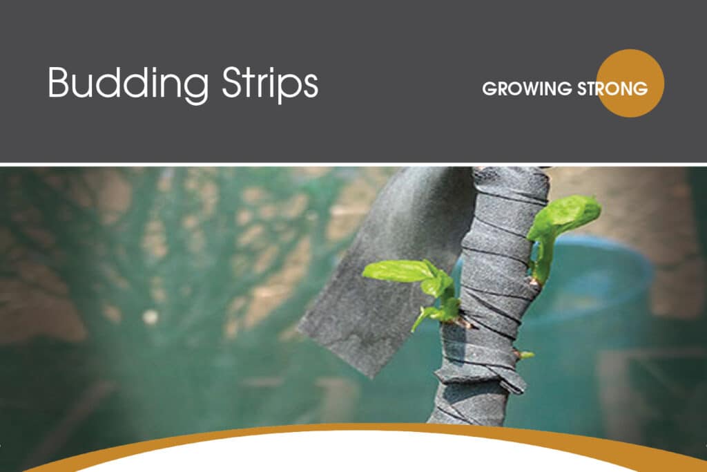 budding strips flyer top with title and image of branch with budding strip on