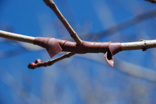 budding strips on a branch