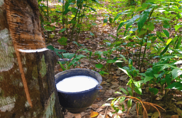 natural rubber from rubber tree, rubber sustainability